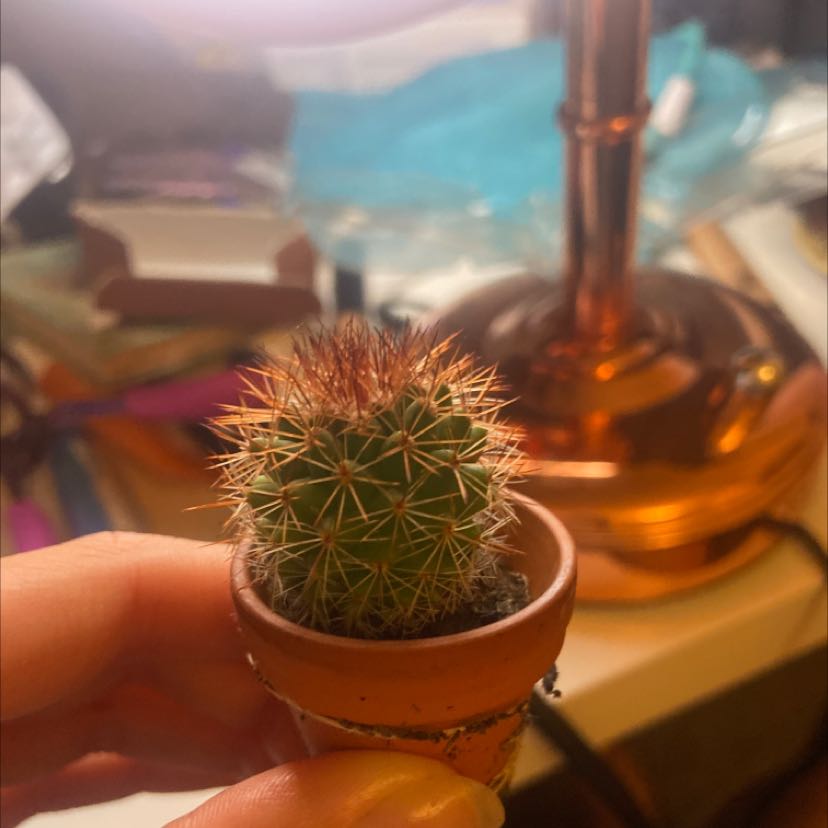 Scarlet Hedgehog Cactus in a small pot, held by a hand, with some browning at the top.