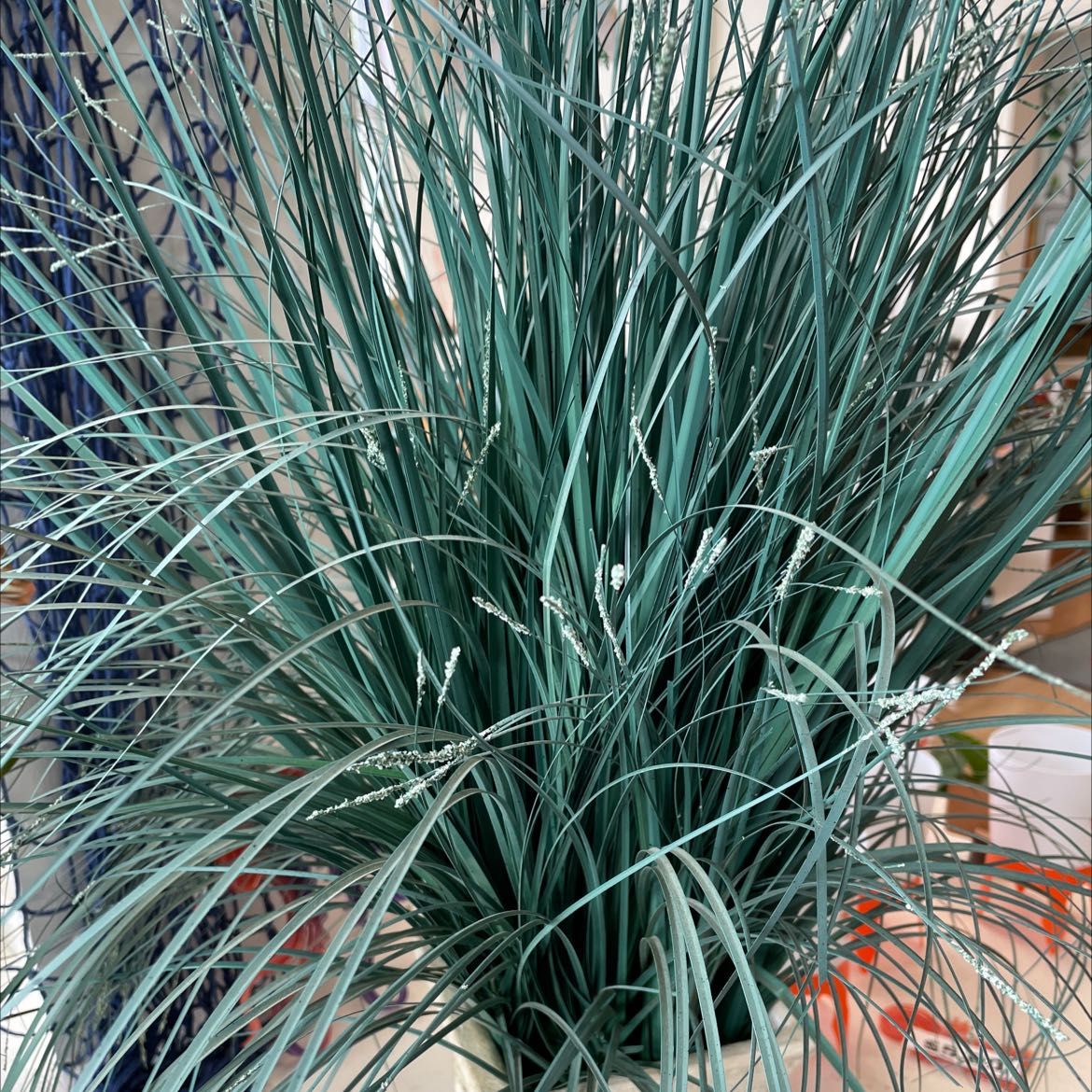 Photo of the plant species Makura by @YummyPinkpoui named Your plant on Greg, the plant care app
