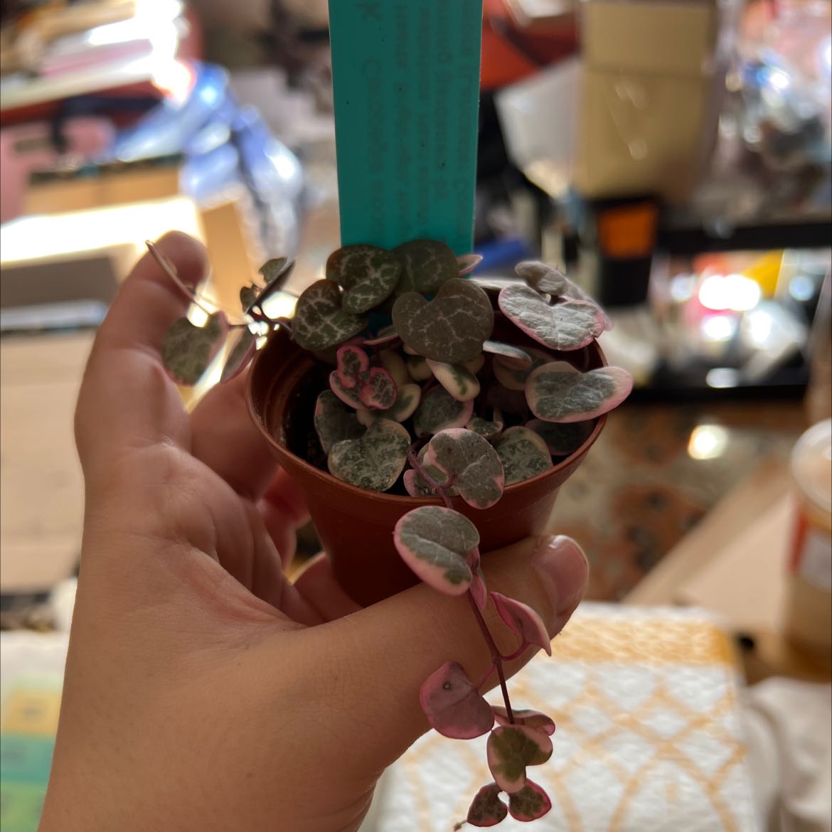 Variegated String of Hearts plant in a small pot held by a hand, showing healthy heart-shaped leaves.