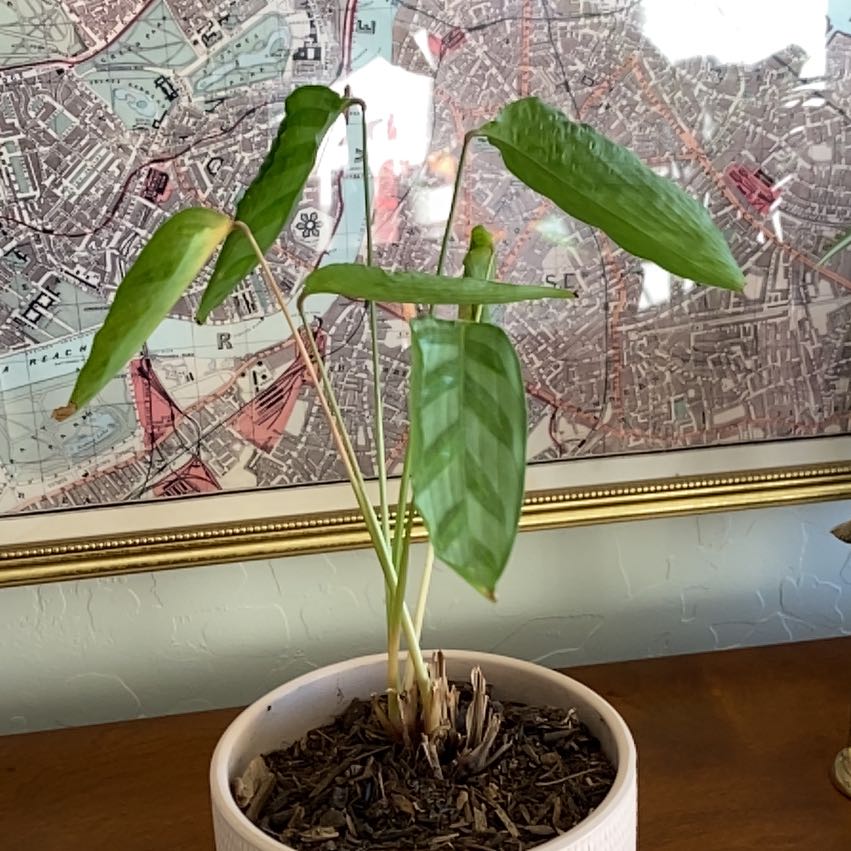 Calathea 'Freddie' plant in a white pot with patterned leaves, placed on a wooden surface.