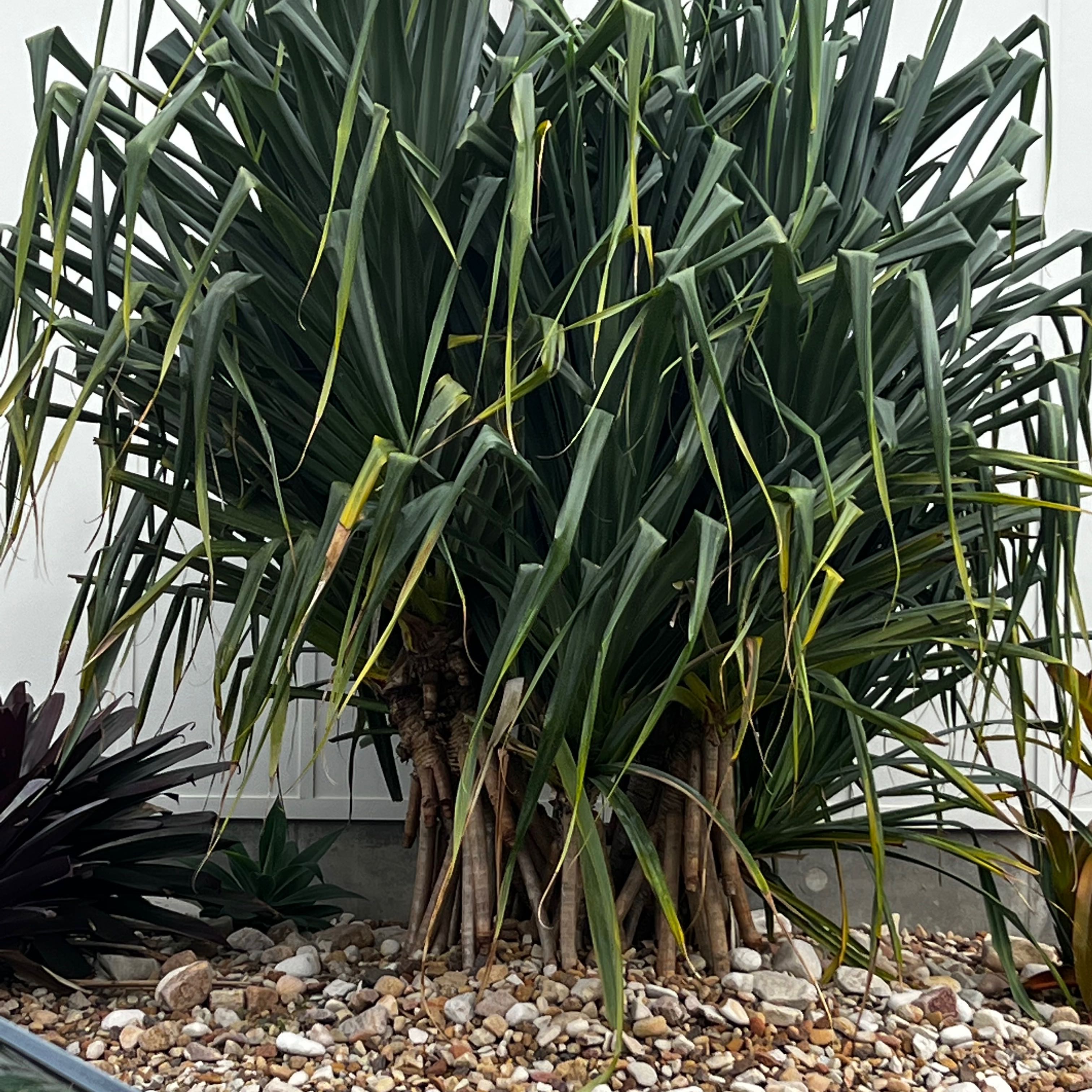 Screw Pine uploaded to the Greg plant app by @UniversalKoa