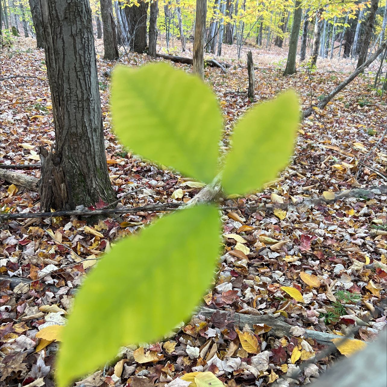 Plant care for European Beech 'Riversii' on Greg, the plant care app