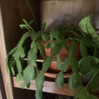 False Christmas Cactus plant in Lopez Island, Washington