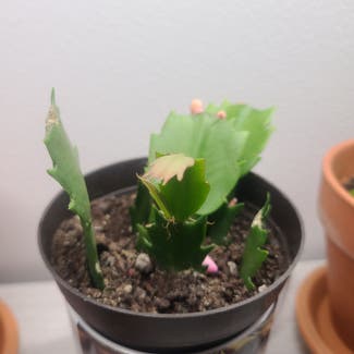 Christmas Cactus plant in Tampa, Florida