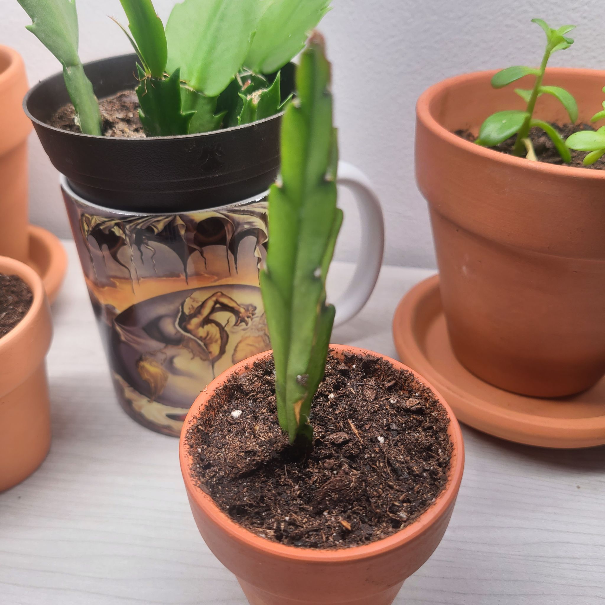 Lepismium cruciforme plant in a terracotta pot with visible soil, surrounded by other potted plants.