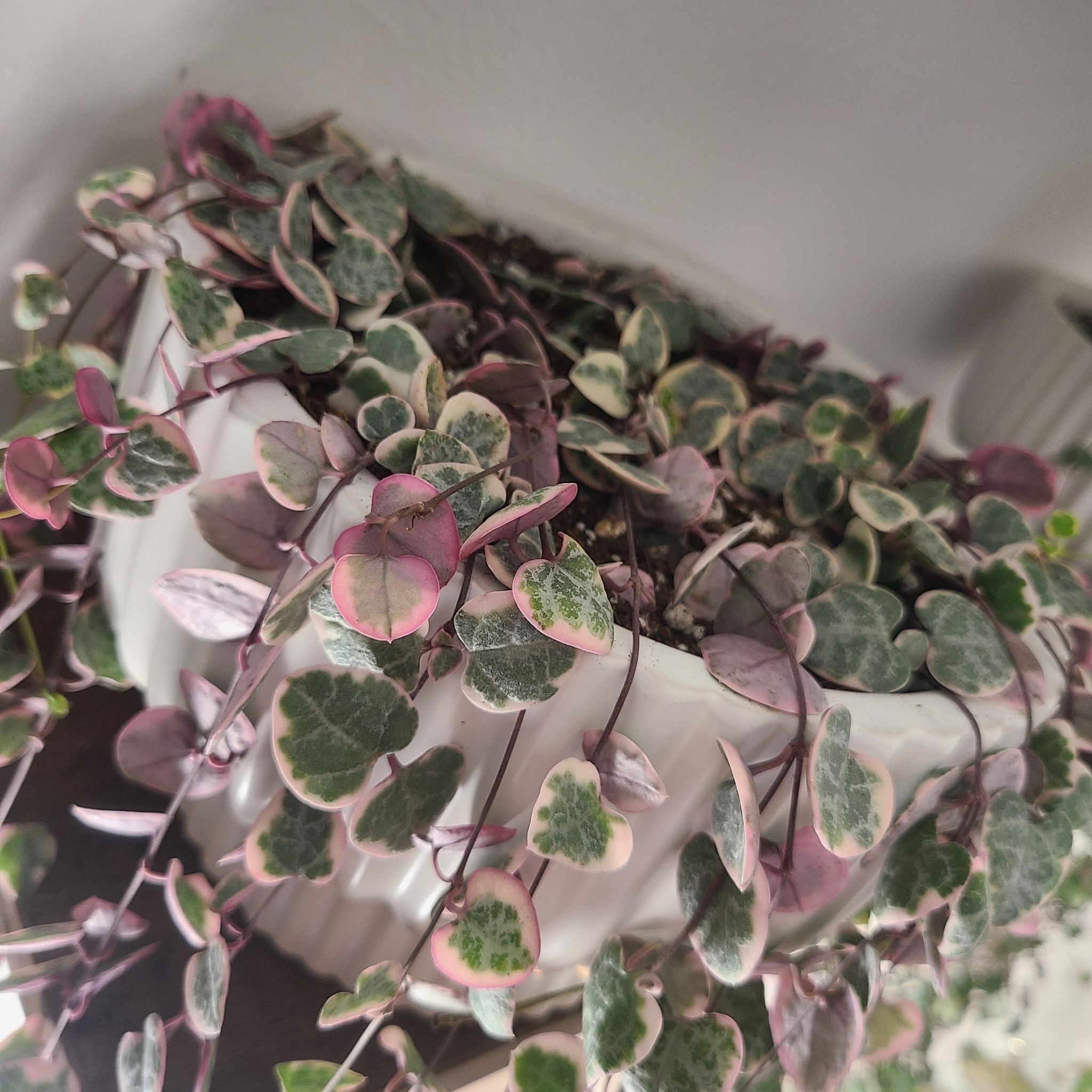 Variegated String of Hearts plant in a white pot, showing healthy foliage.