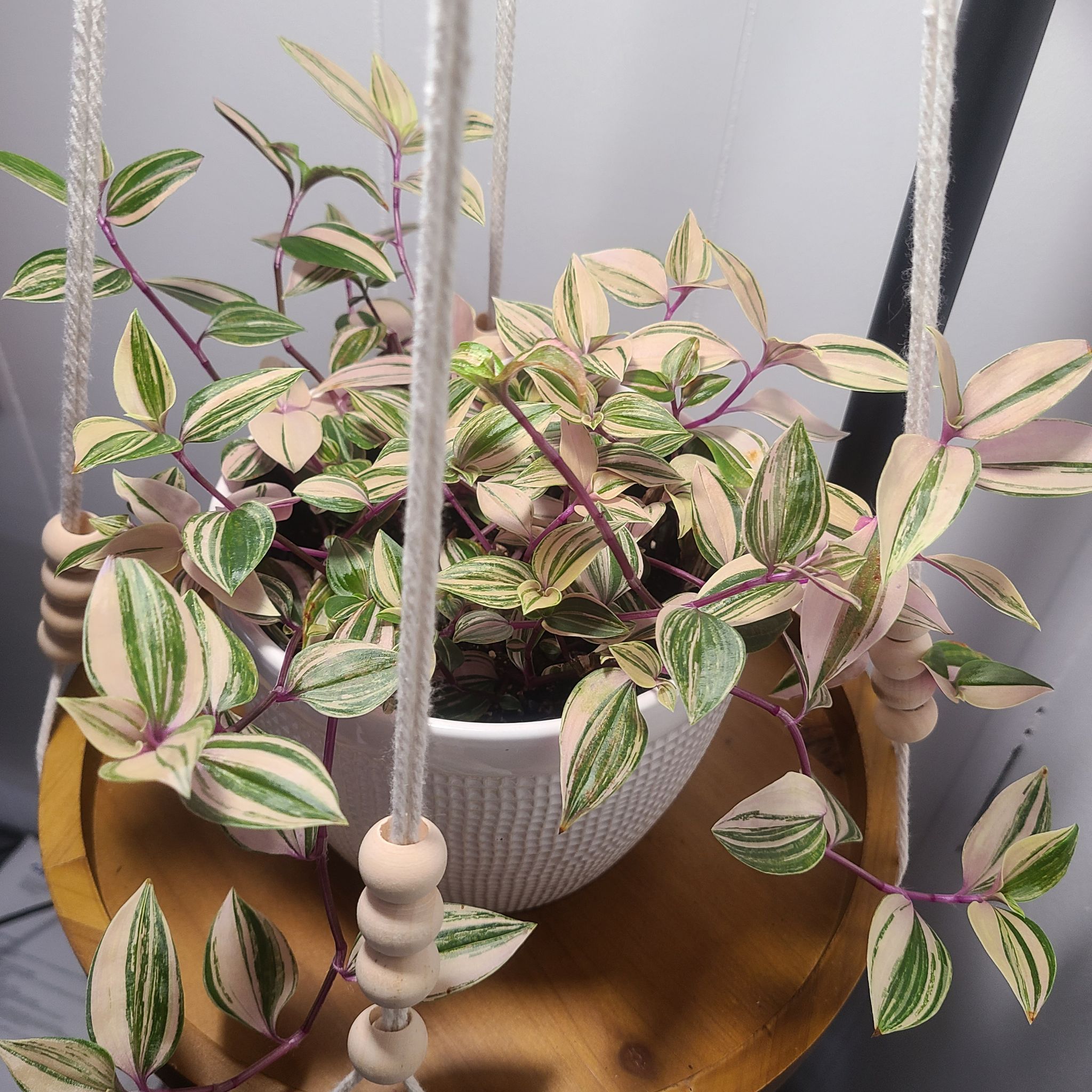 Photo of the plant species Rainbow Tradescantia by @Jenniblayke named Hime on Greg, the plant care app
