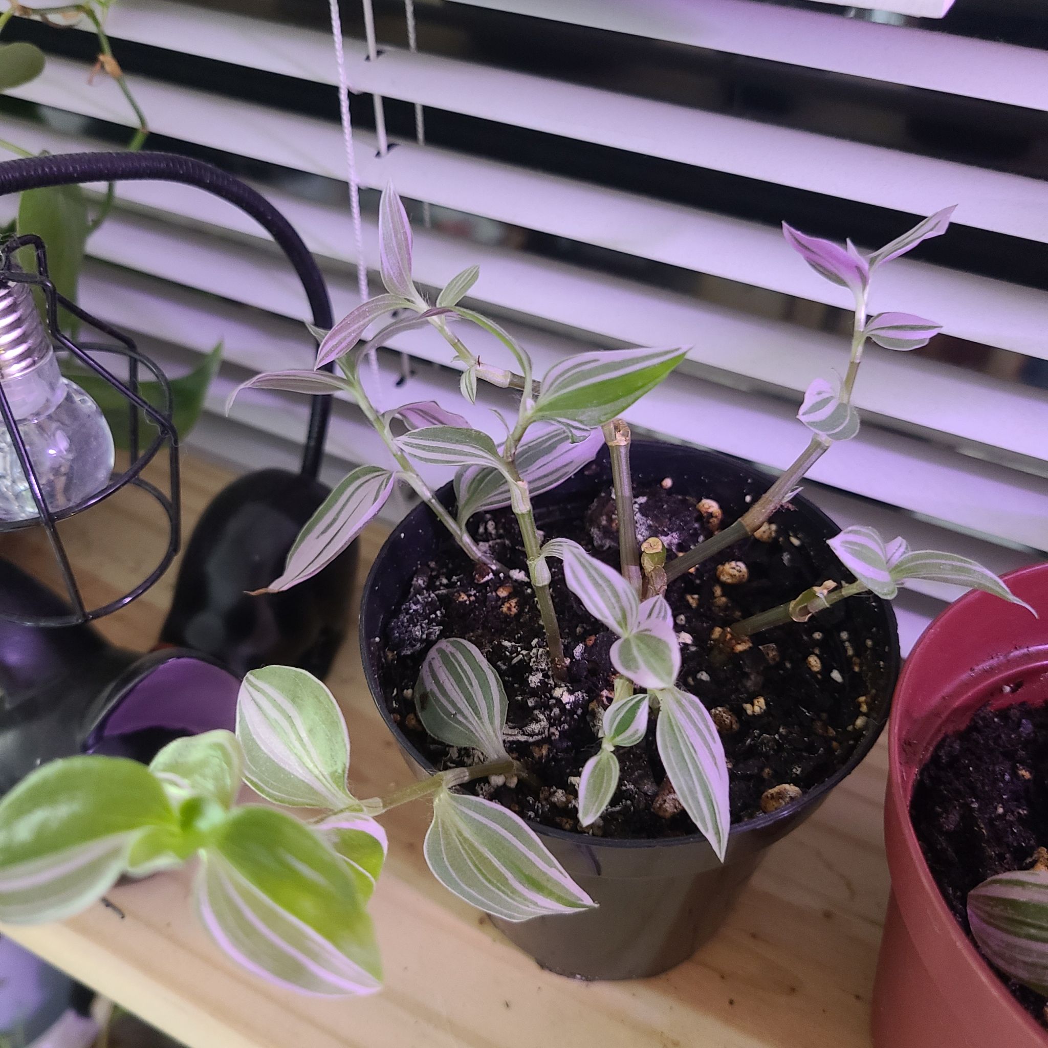 Photo of the plant species Tradescantia 'Lavendar' by @Jenniblayke named Lavender Dude on Greg, the plant care app