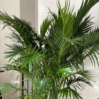 Cat Palm plant in New York, New York