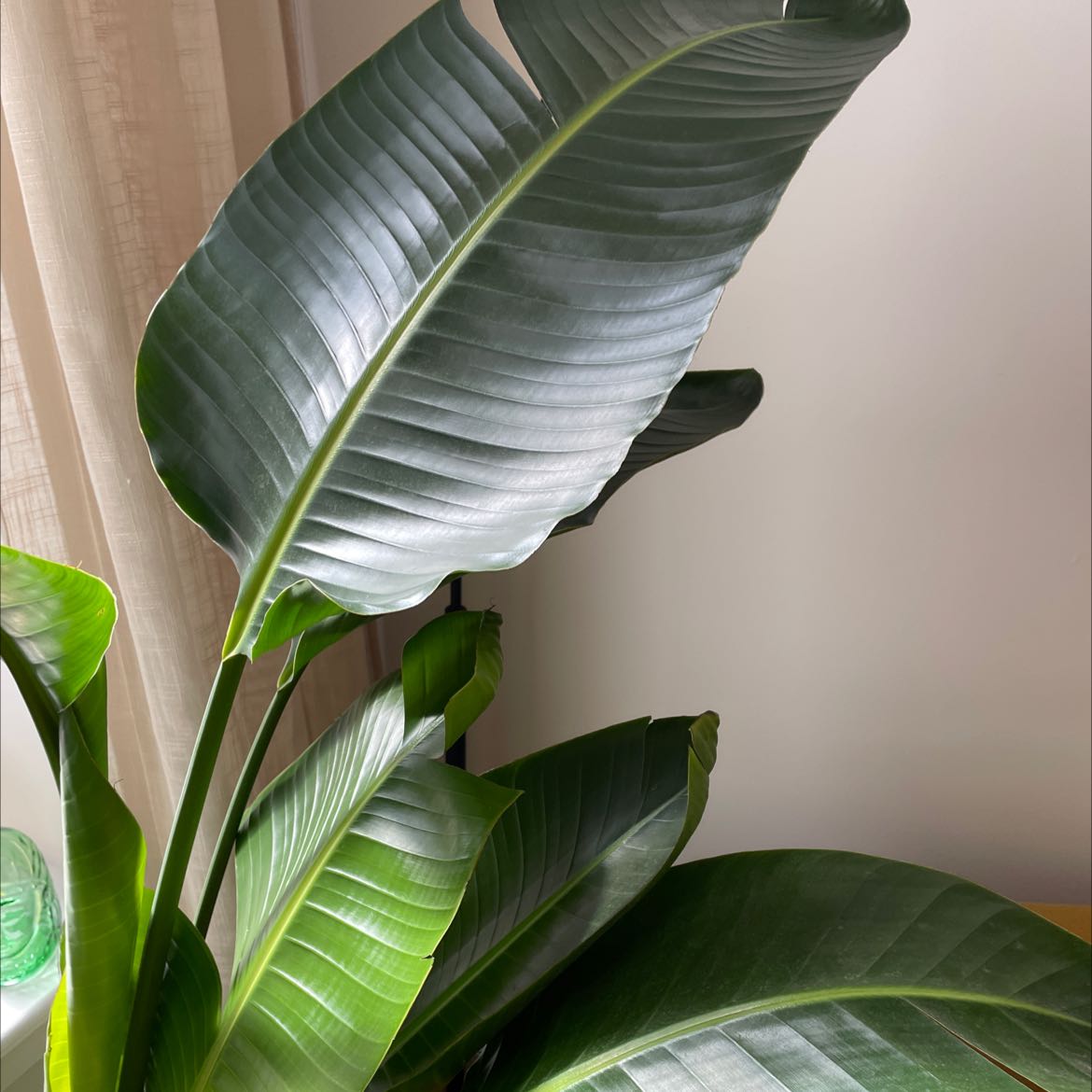 Photo of the plant species White Bird of Paradise by @AceWarnockia named Your plant on Greg, the plant care app