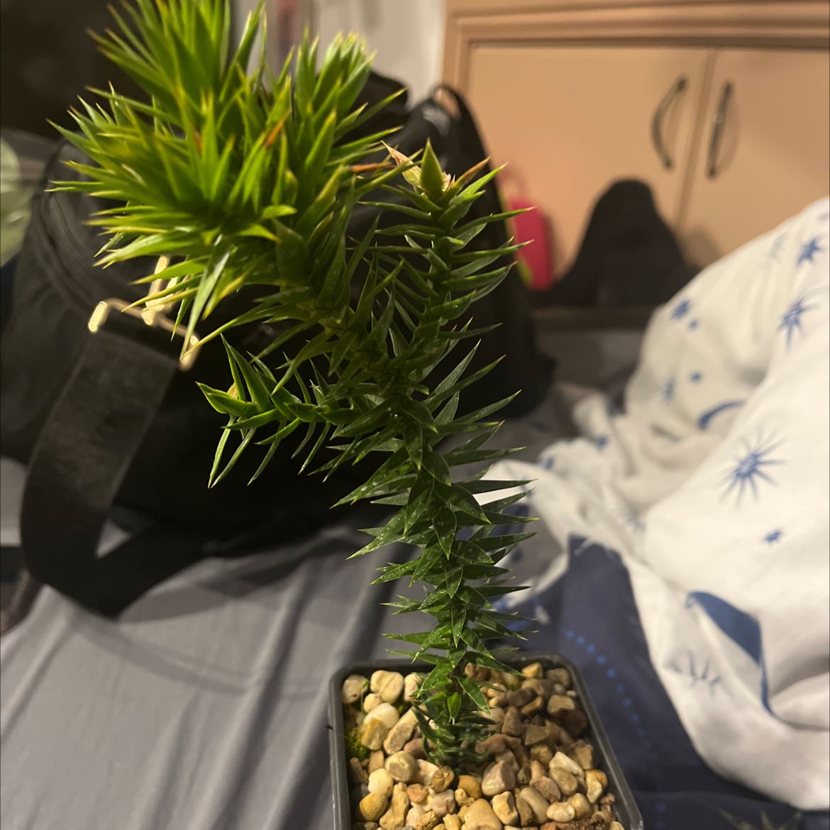 Young Monkey Puzzle Tree in a small pot with rocky soil, vibrant green leaves.