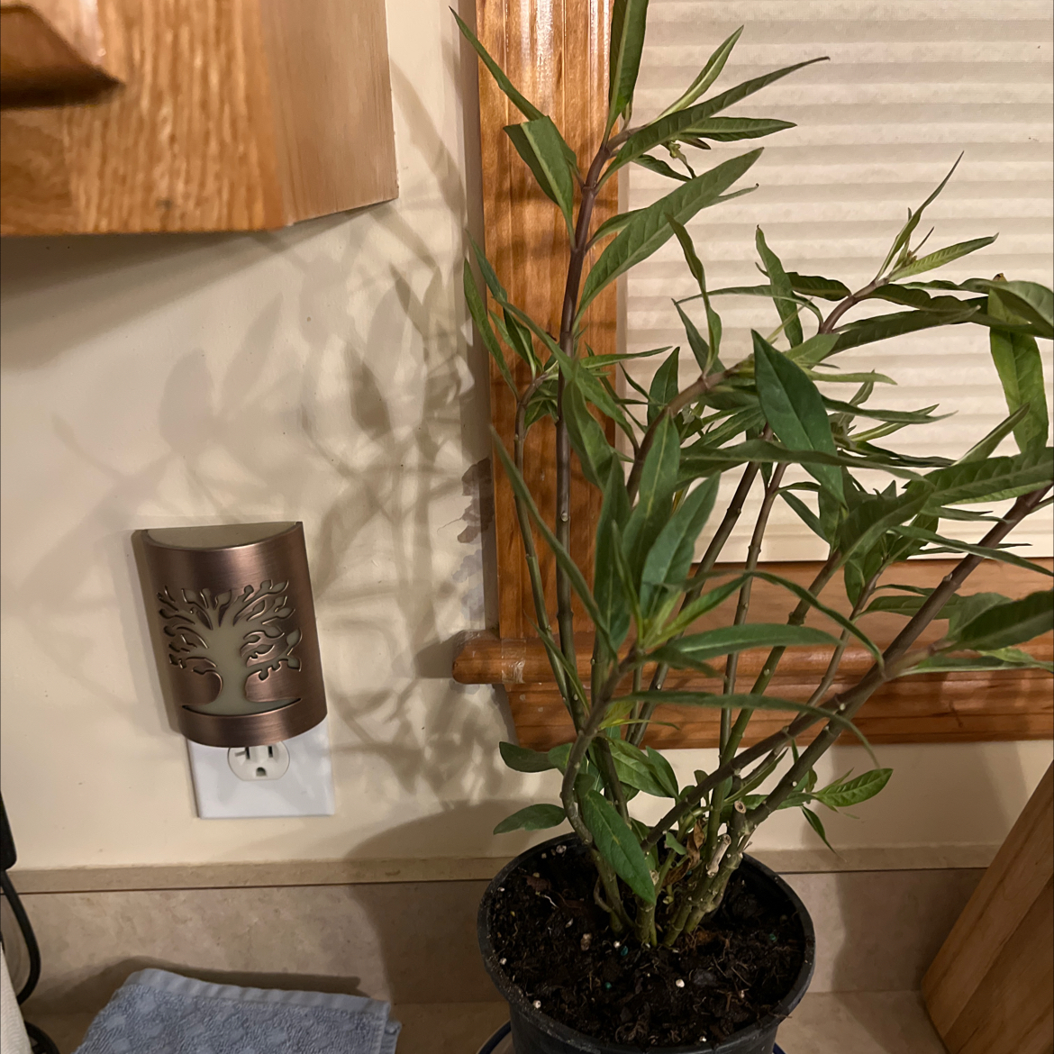 Indoor potted Scarlet Milkweed plant with healthy green leaves and visible soil.