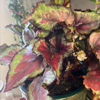 Rex Begonia plant in Noblesville, Indiana