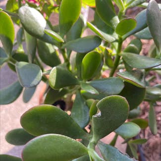 Jade plant in Noblesville, Indiana