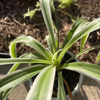 Spider Plant plant in Noblesville, Indiana
