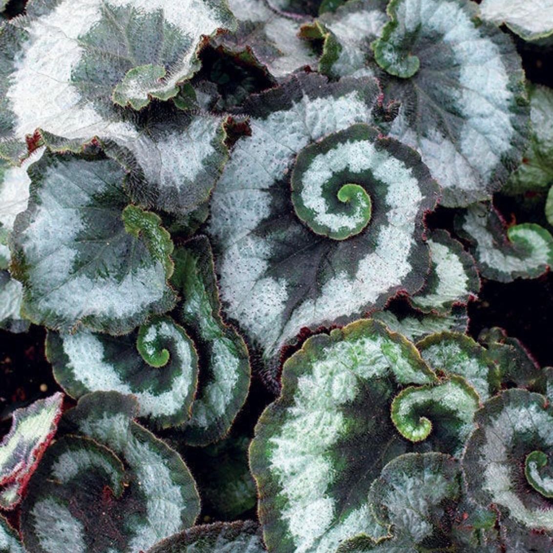 Photo of the plant species Rex Begonia by @Brownthumbnewb named Gary on Greg, the plant care app