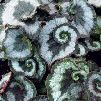 Rex Begonia plant in Noblesville, Indiana