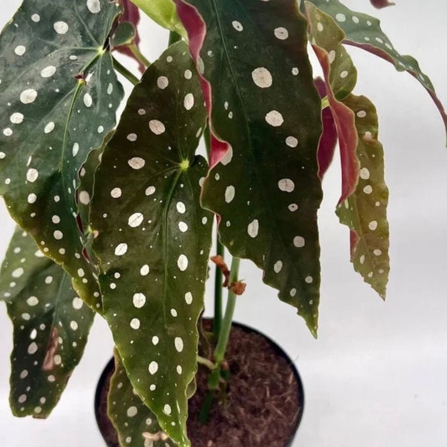Photo of the plant species Polka Dot Begonia by @Brownthumbnewb named Polka on Greg, the plant care app