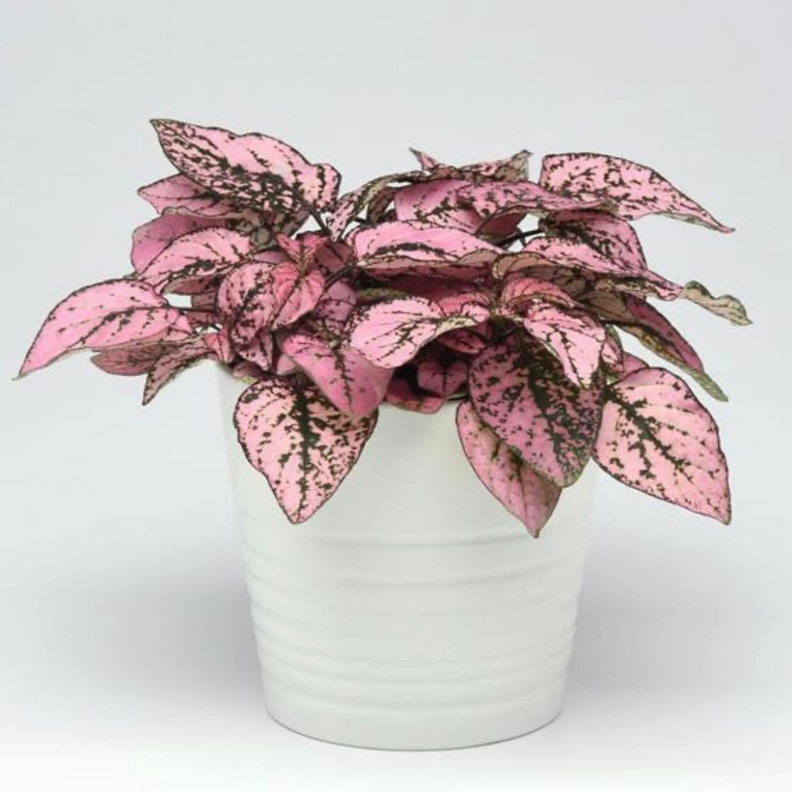 Photo of the plant species Polka Dot Plant by @Brownthumbnewb named Harper on Greg, the plant care app