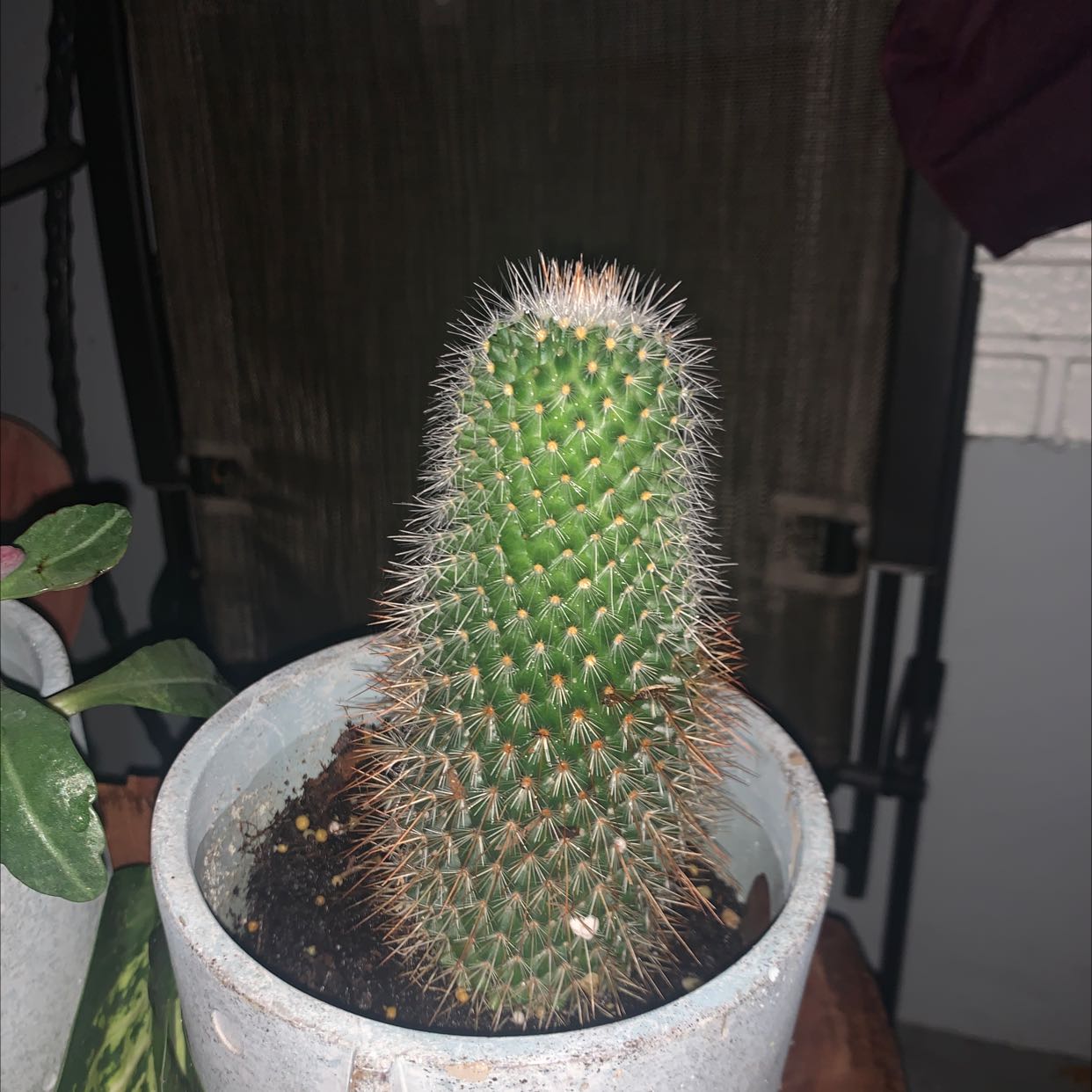 A healthy Mammillaria backebergiana cactus in a pot with visible soil.