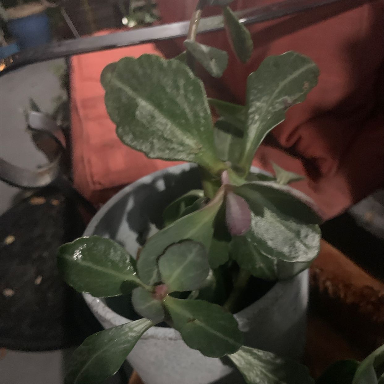 Photo of the plant species Sun Spurge by @StoutHope named Your plant on Greg, the plant care app