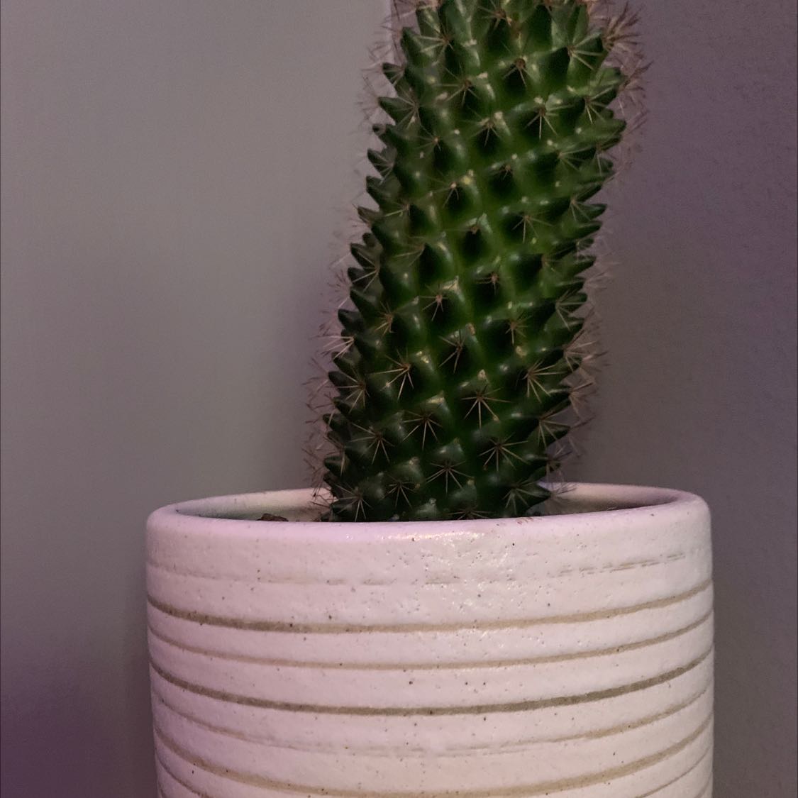 Prickles