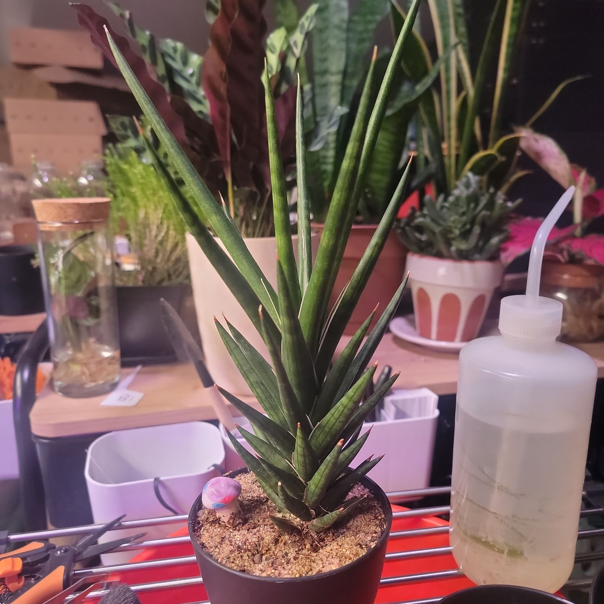 Sansevieria francisii plant in a small pot with other plants and gardening tools in the background.