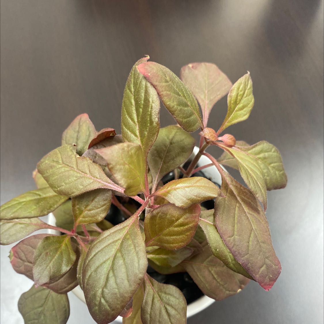 Potted Mexican Grain Amaranth plant with reddish-tinted leaves.