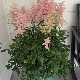 Photo of the plant species Astilbe 'Pink' by @AshleyLH named Anne on Greg, the plant care app