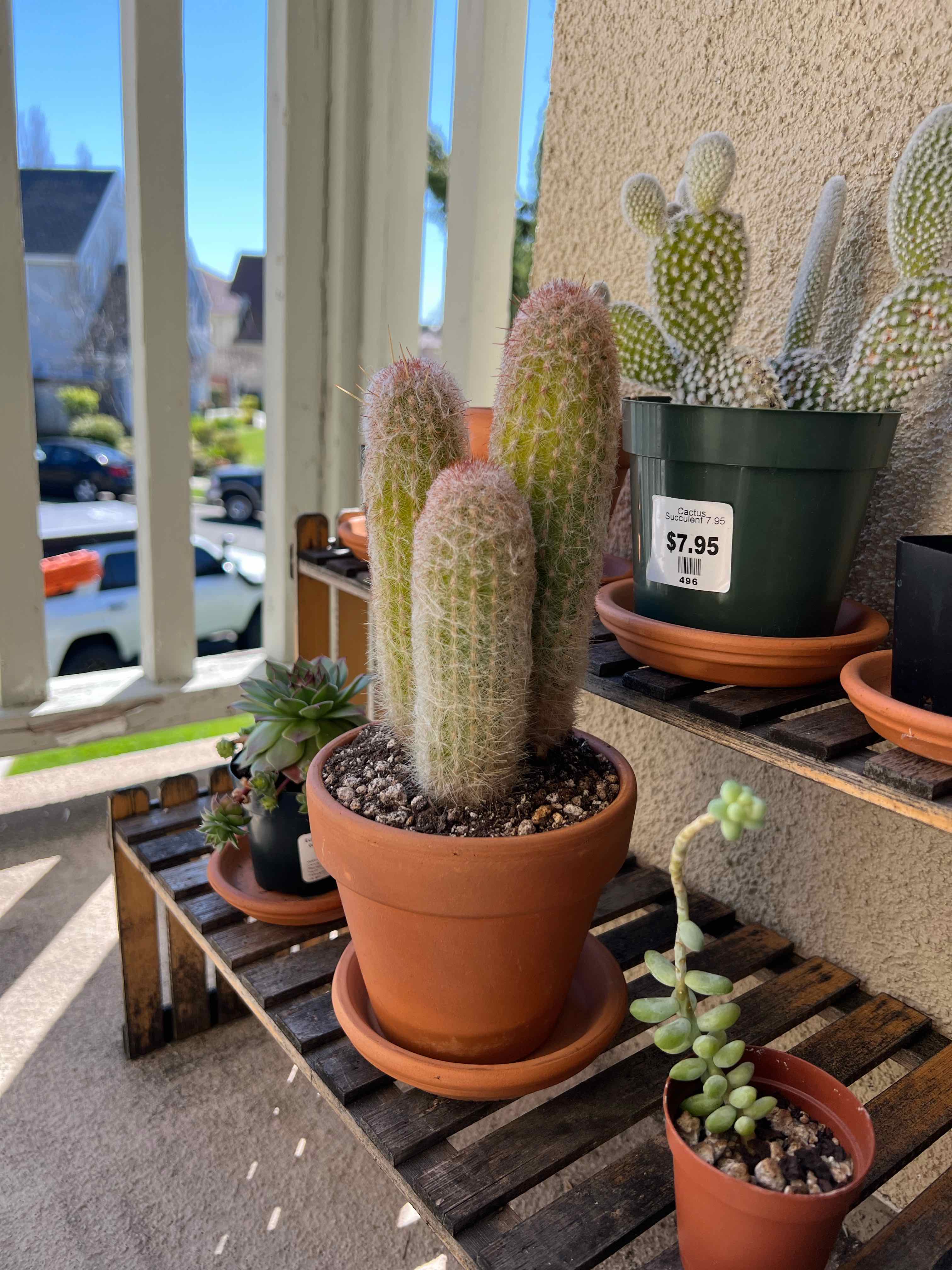 Photo of the plant species Old Man Cactus by @Naevon named Grumpy old men on Greg, the plant care app