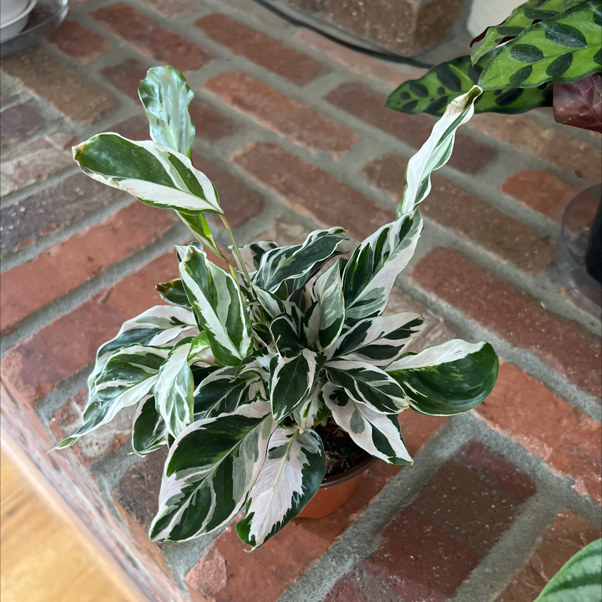 Calathea 'White Fusion' plant with variegated leaves on a brick surface.
