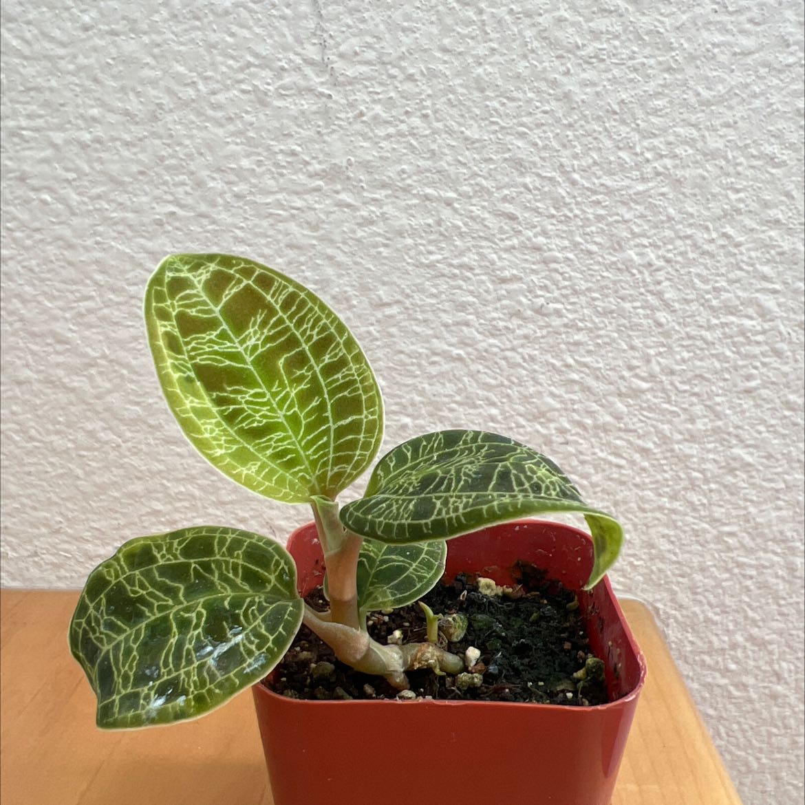 Lightning Bolt Jewel Orchid in a red pot with distinct veined leaves, healthy appearance.