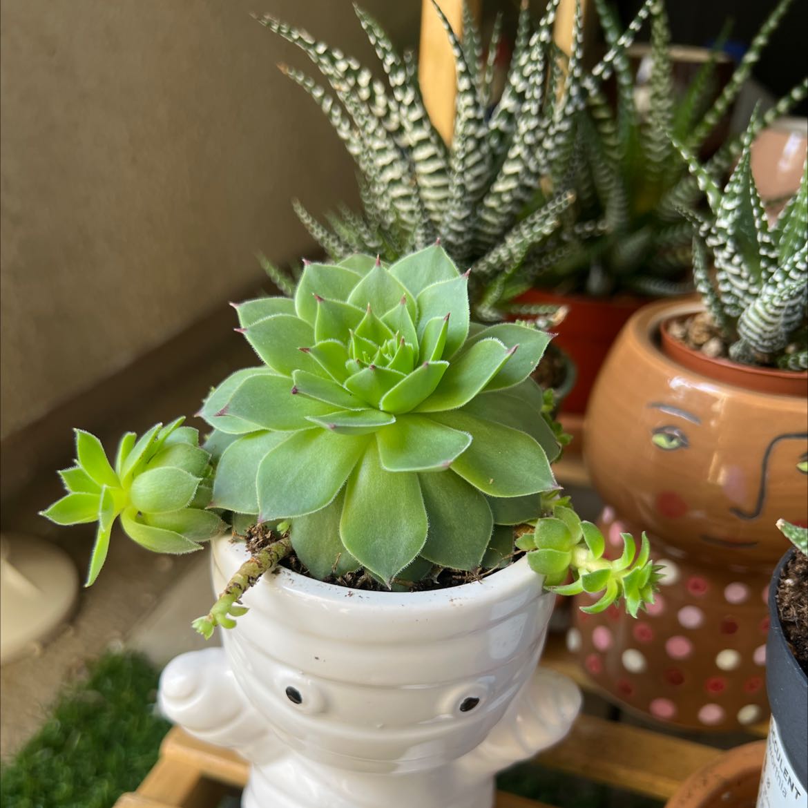 Photo of the plant species Hens and Chicks by @Naevon named Harold on Greg, the plant care app