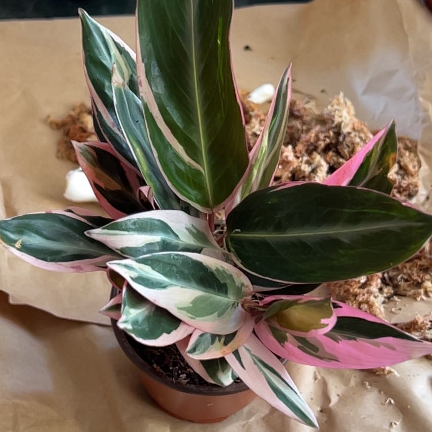 Stromanthe sanguinea 'Tricolor' plant with vibrant variegated leaves in a pot.