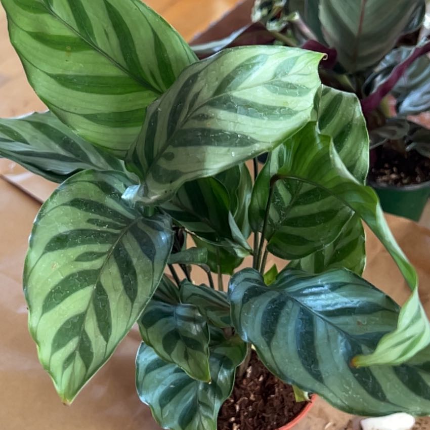 Calathea 'Freddie' plant with green striped leaves, healthy appearance.