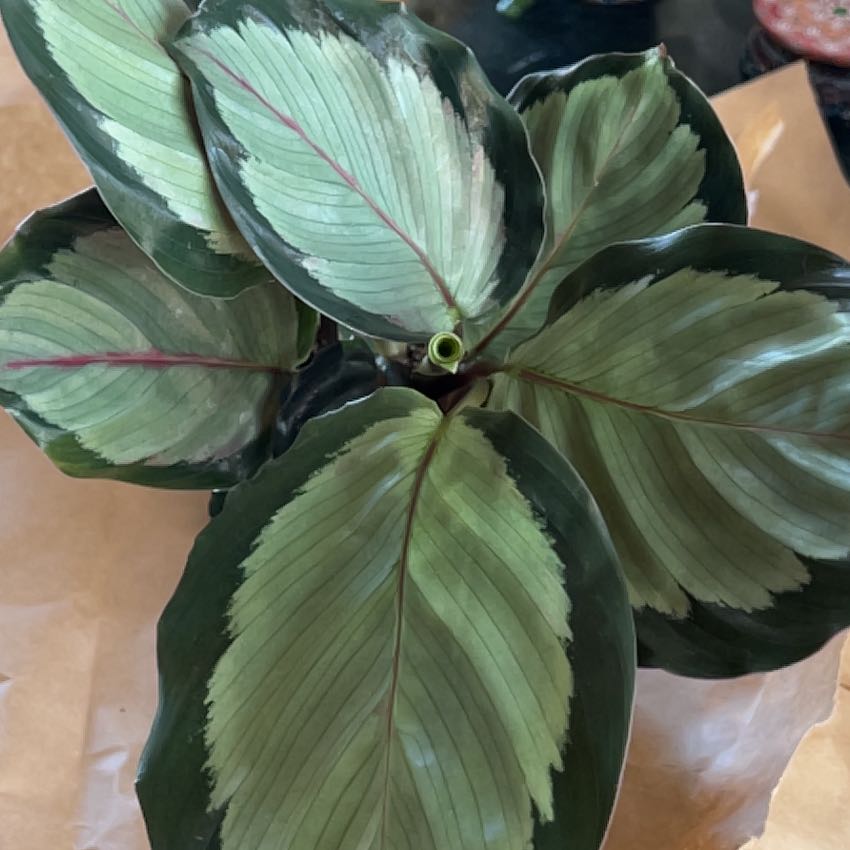Photo of the plant species Calathea Royal Standard by @Naevon named Lorde on Greg, the plant care app