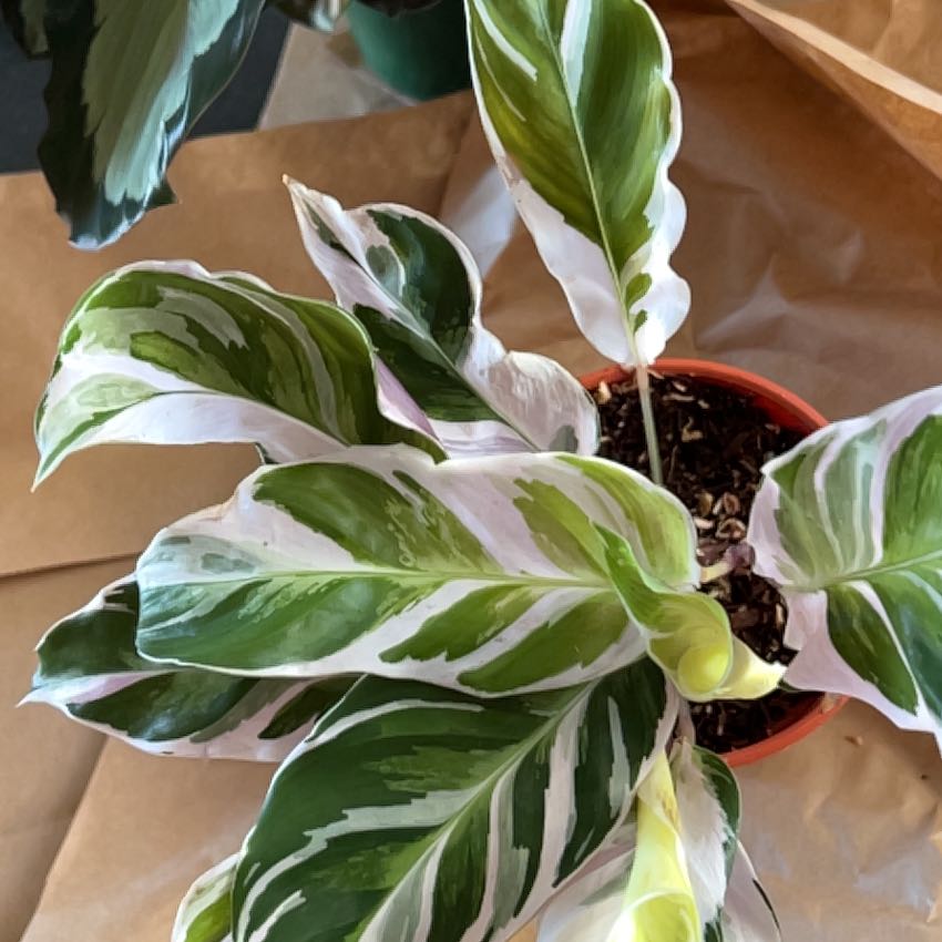 Calathea 'White Fusion' plant with variegated leaves in a small pot, visible soil.
