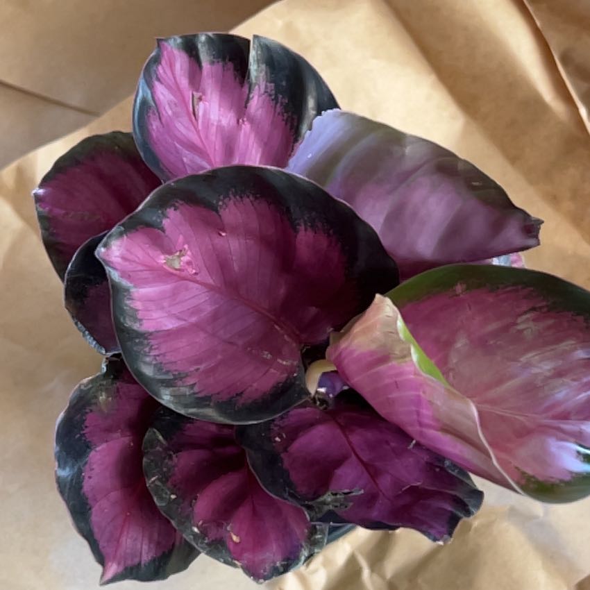 Plant care for Calathea fasciata on Greg, the plant care app