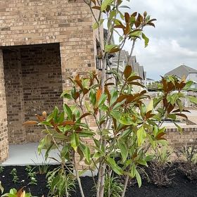 Photo of the plant species Southern Magnolia by @Naevon named Bruce Lee on Greg, the plant care app