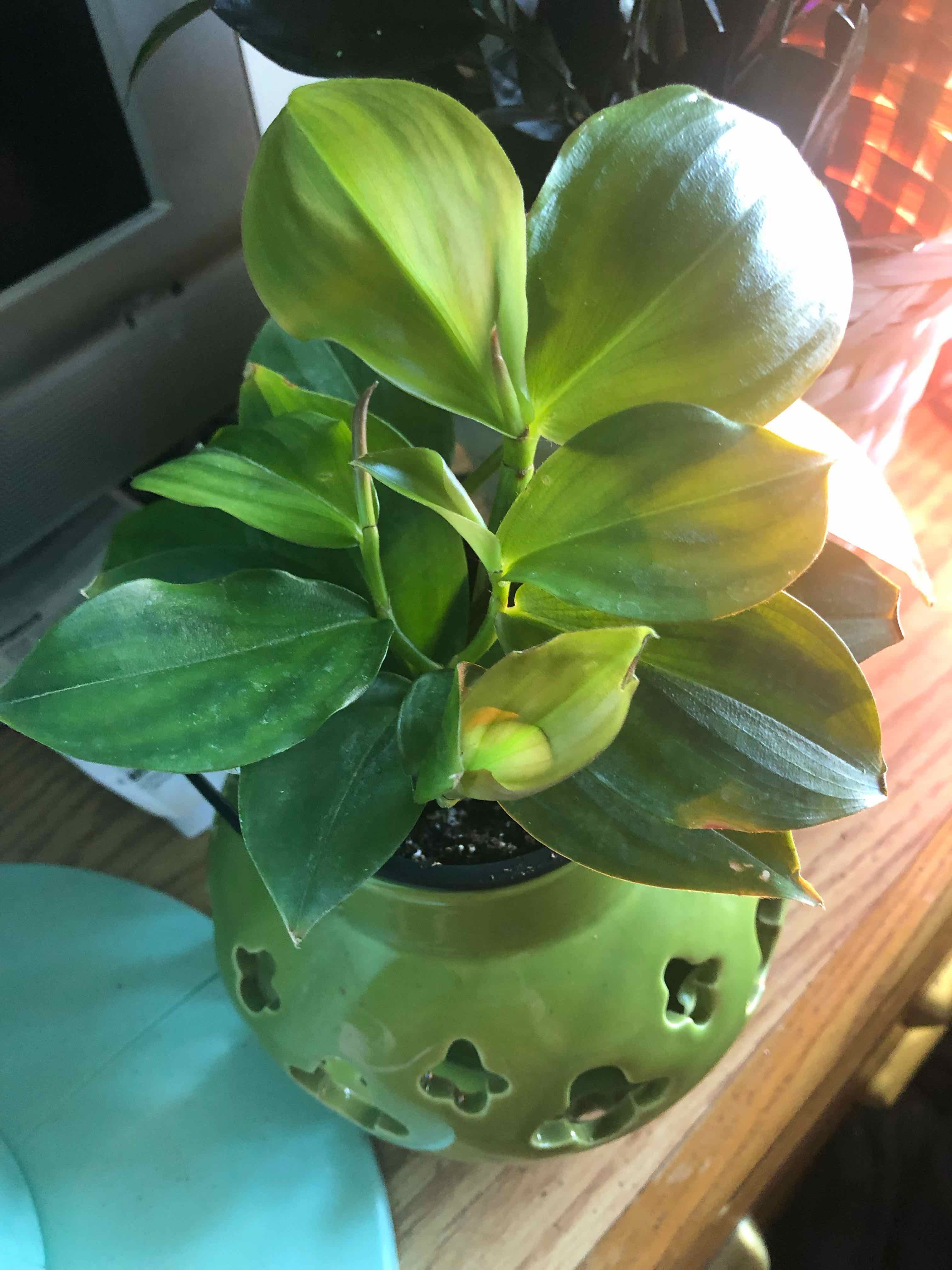 Plant care for Hellenia deliniana on Greg, the plant care app