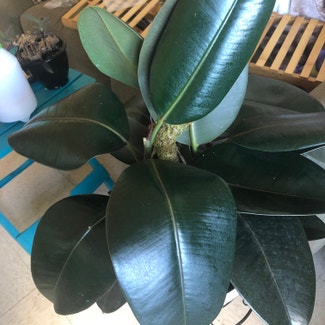 Rubber Plant plant in Exeter, Pennsylvania