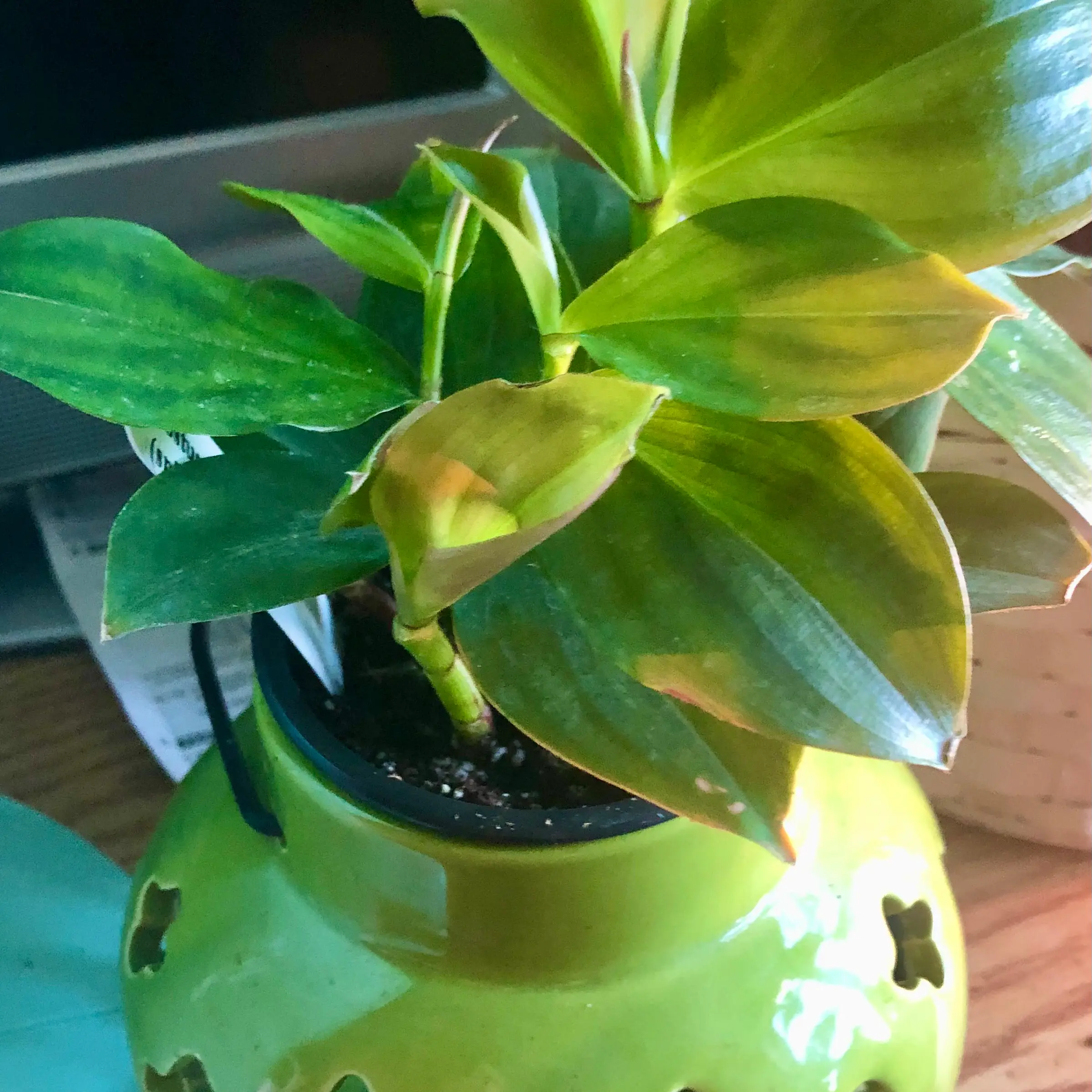 Photo of the plant species spiral ginger by @EdmundG named Ginger Costus tappenbeckianus on Greg, the plant care app