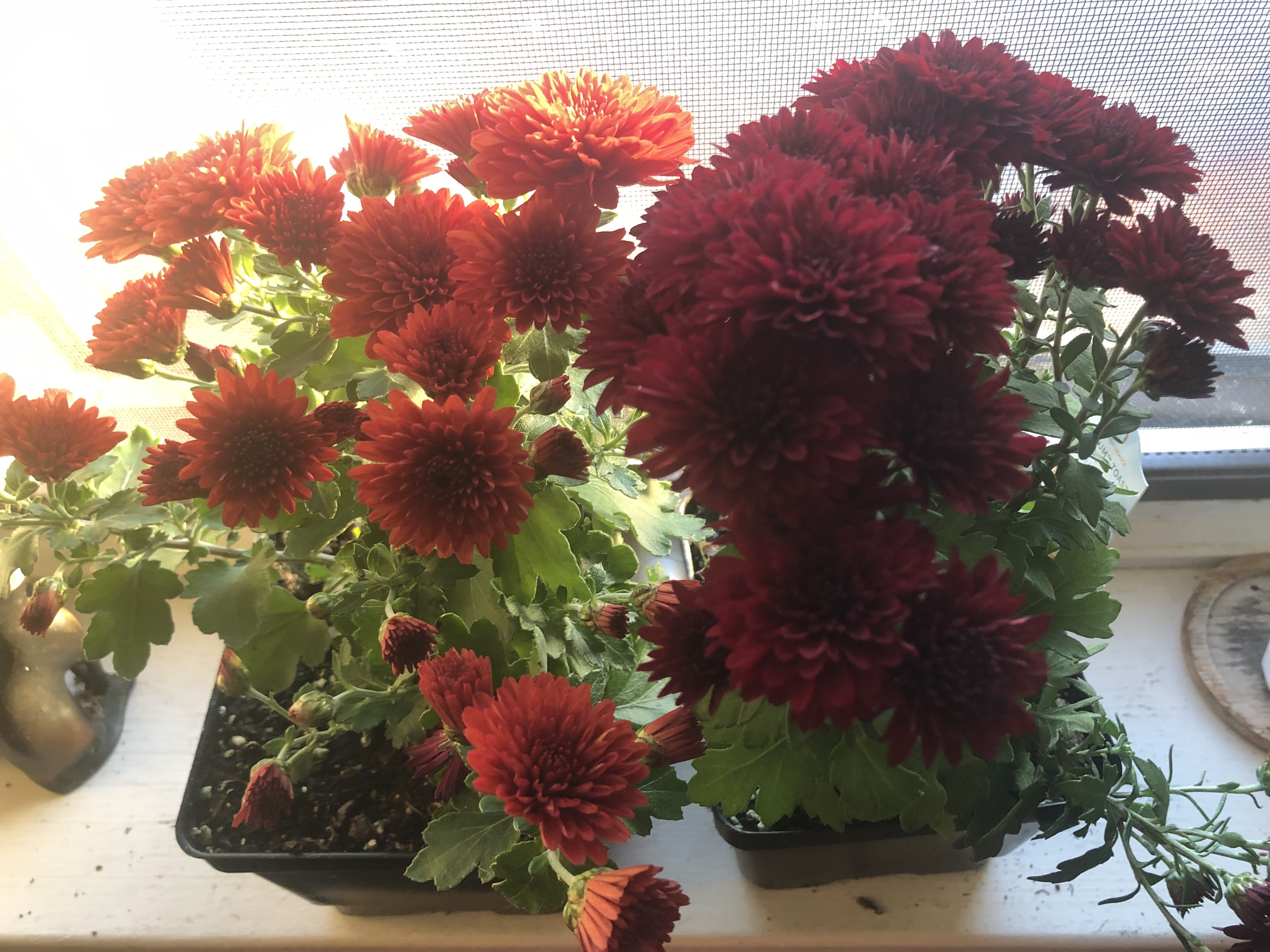 Photo from the post
