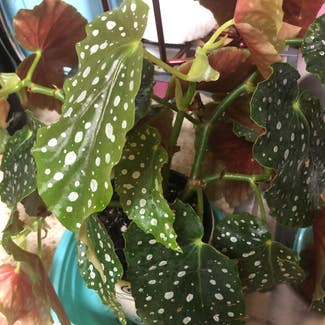 Polka Dot Begonia plant in Exeter, Pennsylvania