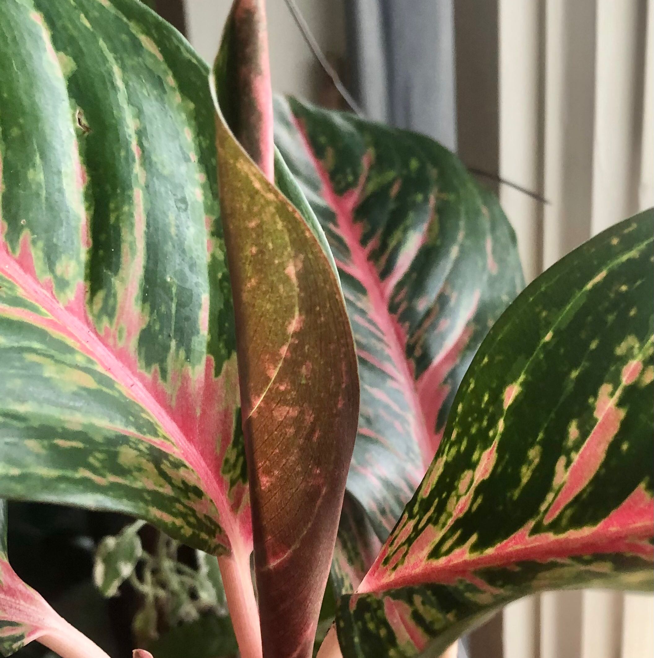 Close-up of Aglaonema 'Emerald Beauty' leaves with green and pink variegation, some browning visible.