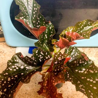 Angel Wing Begonia plant in Exeter, Pennsylvania