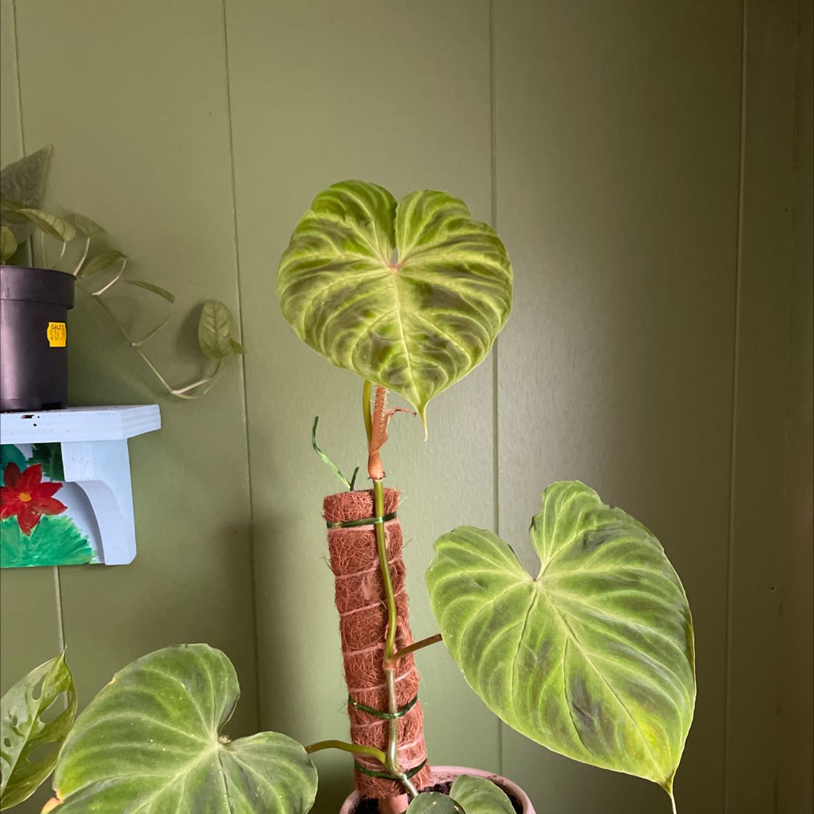Photo of the plant species Philodendron verrucosum 'Glow' by @MoneyedBlueiris named Verru on Greg, the plant care app