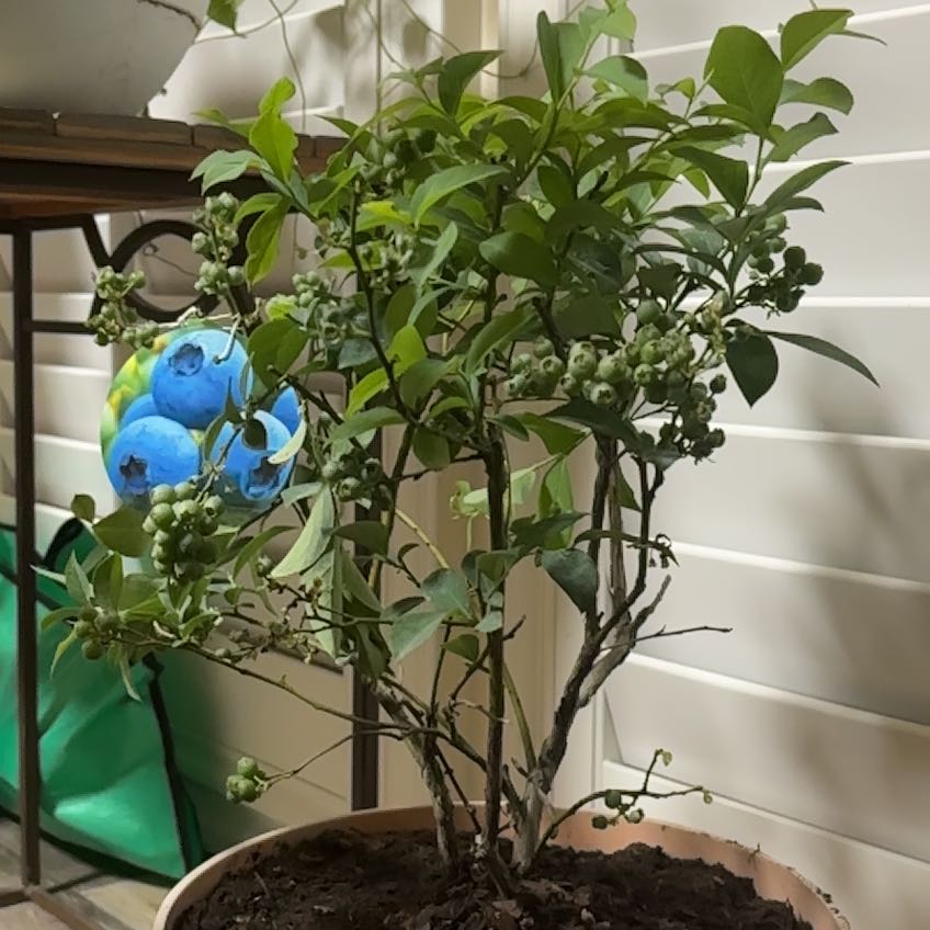 Photo of the plant species Blueberry Bush by @PoignantDamiana named Blueberry bush on Greg, the plant care app