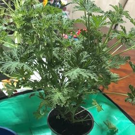 Photo of the plant species Citronella Grass by @PoignantDamiana named Surya on Greg, the plant care app