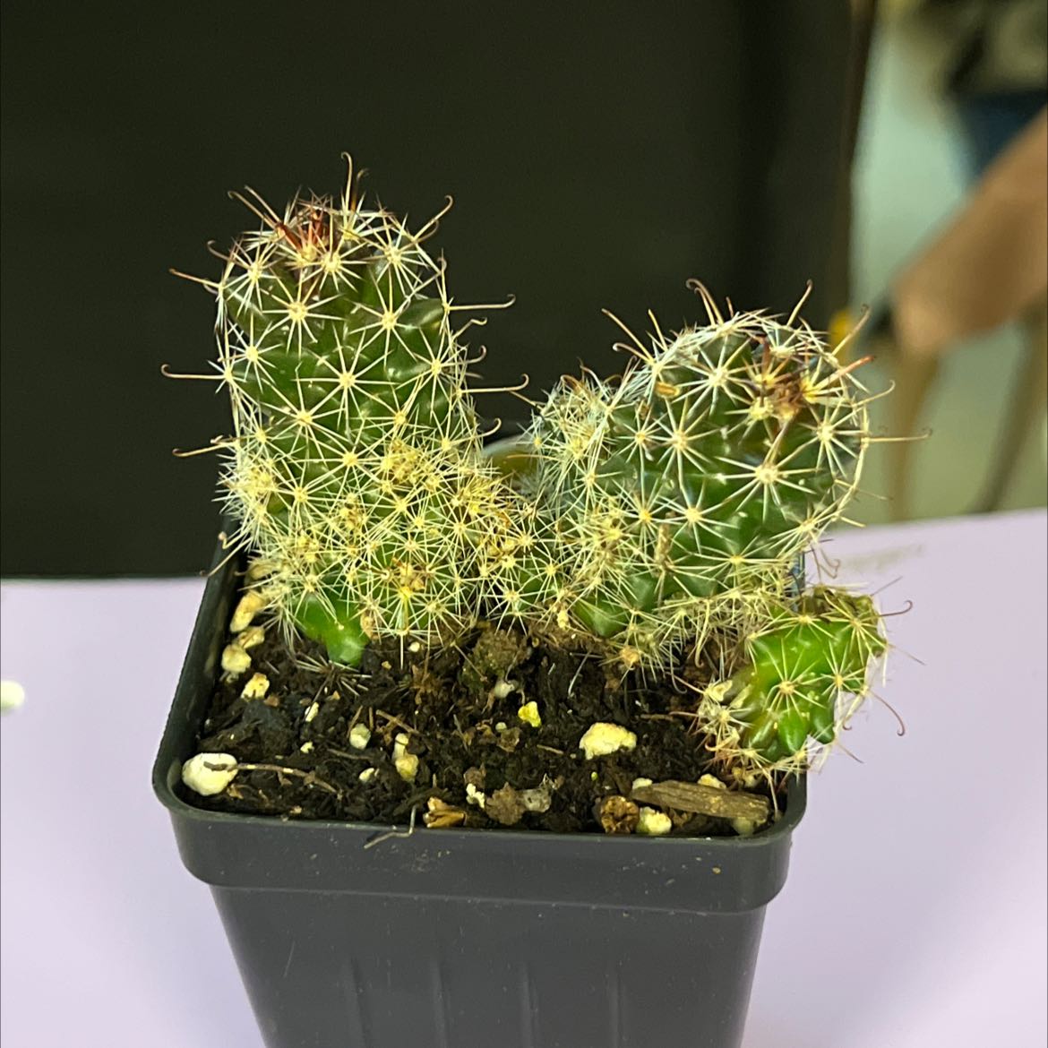 Kingcup Cactus in a small black pot with visible soil, well-framed and in focus.